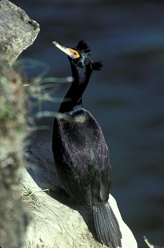 Red-faced cormorant